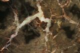 Triassic Petrified Wood (Araucaria) End Cut - Utah #166481-1